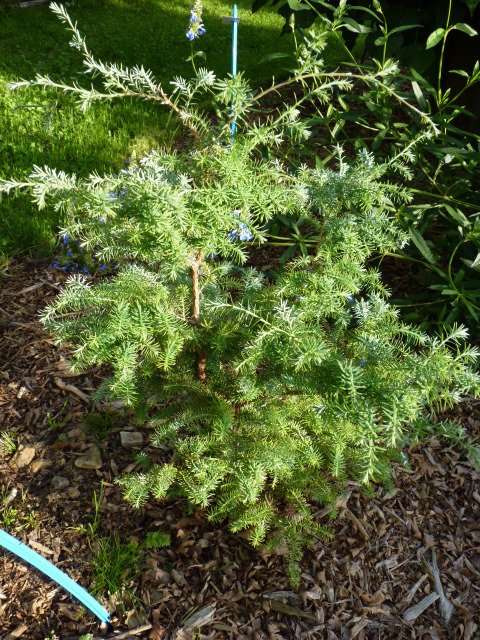 Chamaecyparis pisifera 'Squarrosa'